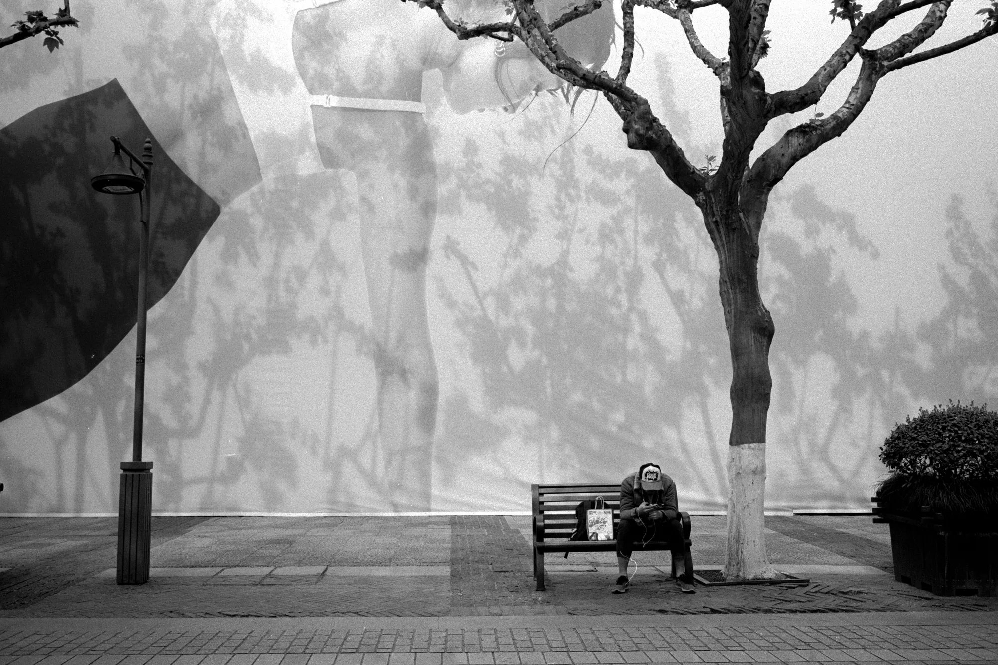 A leafless tree casts shadows across a pale wall beside an empty bench.