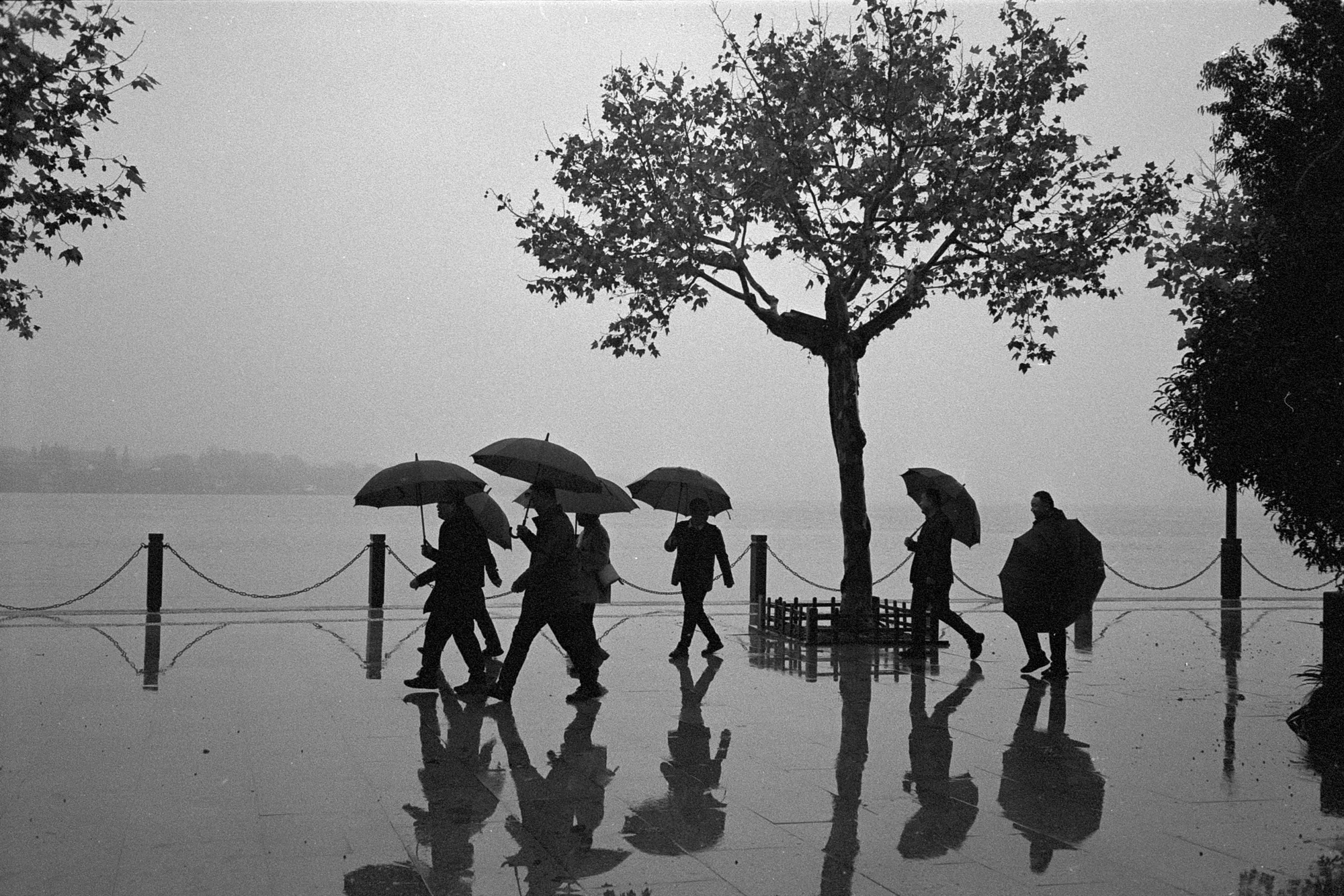 People carrying umbrellas walk across a flooded lakeside path beneath a lone tree.
