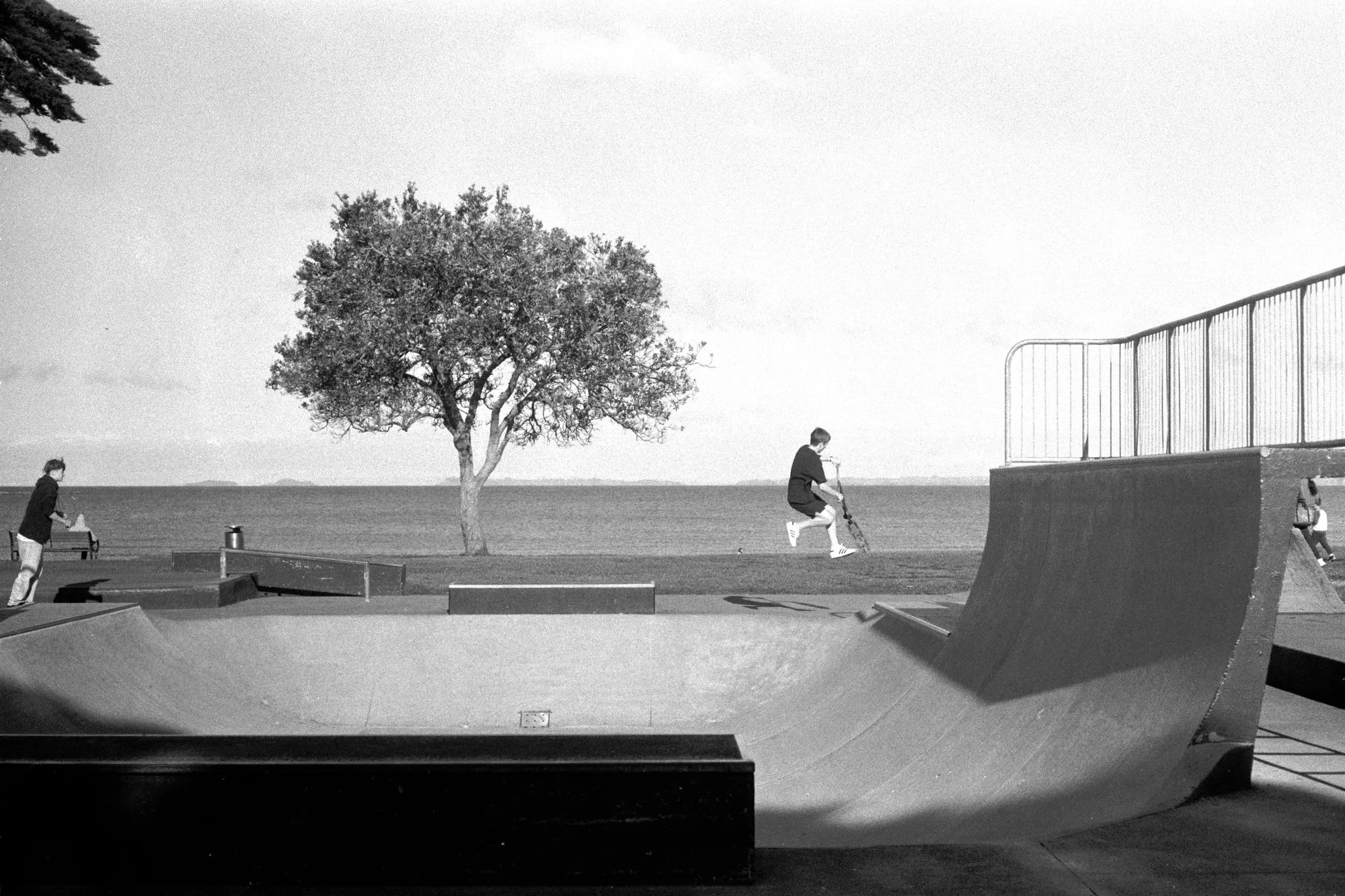 A lone skater moves between concrete ramps beside a tree and the sea.