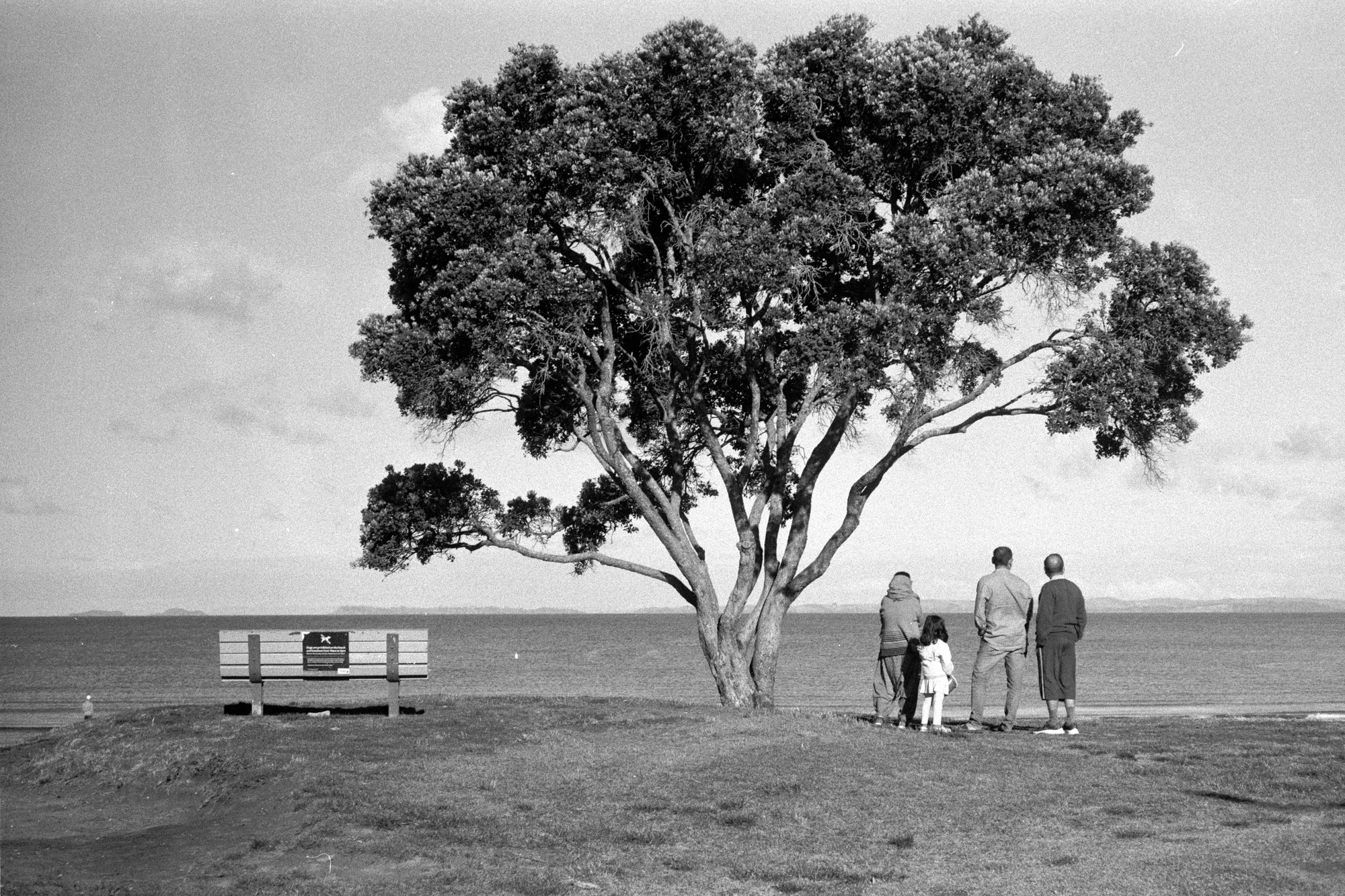 Three people stand beneath a broad tree beside an empty bench near the water.
