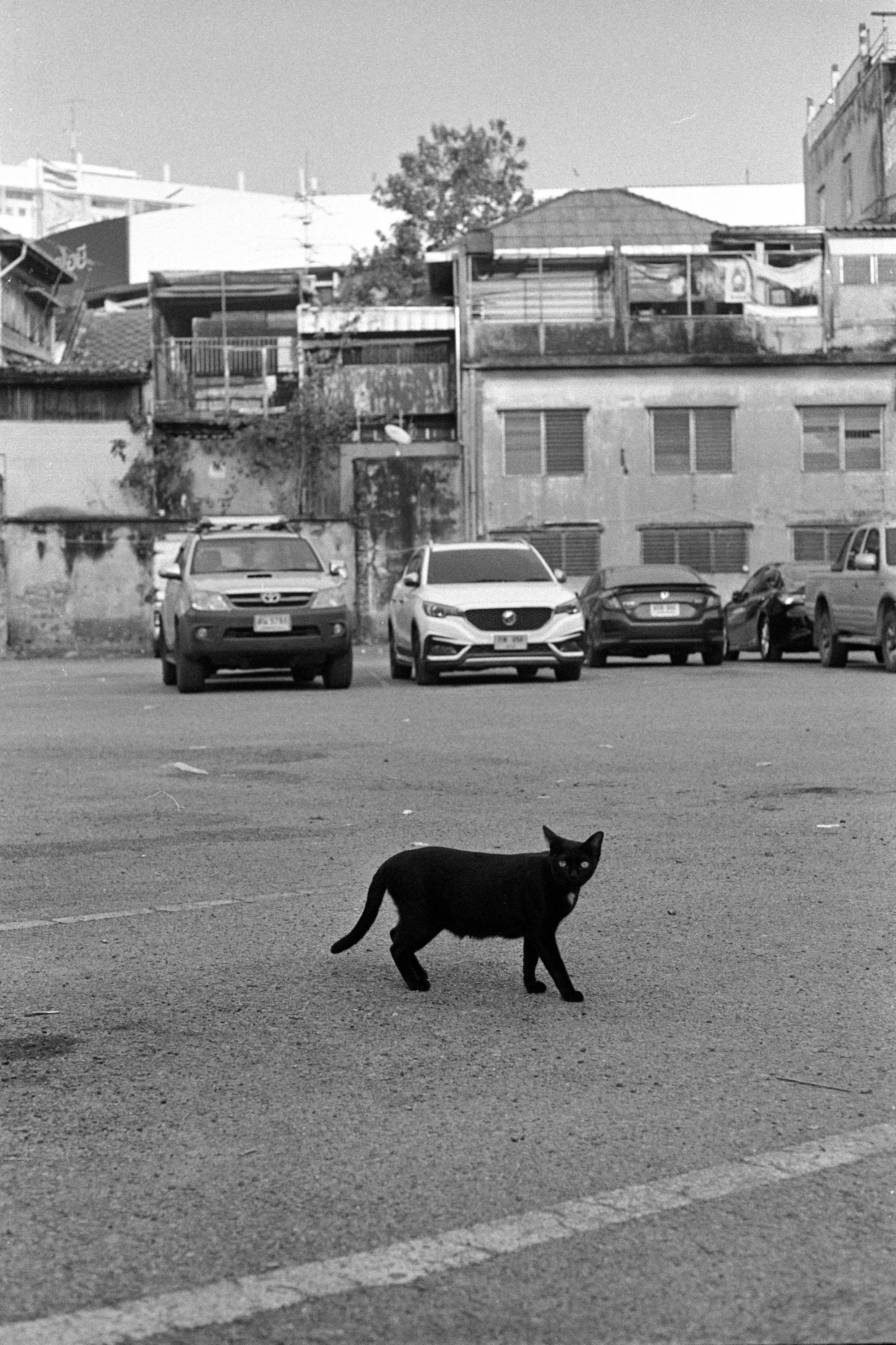 A black cat walks alone across a broad paved square with buildings in the distance.